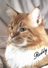 McKittycreek Reddy