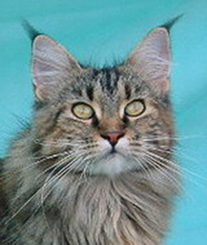 Willowplace Merry of Csak's Coon - мейн-кун