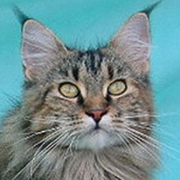 Willowplace Merry of Csak's Coon