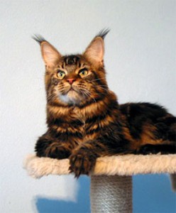 Super-Star Jesco - maine-coon