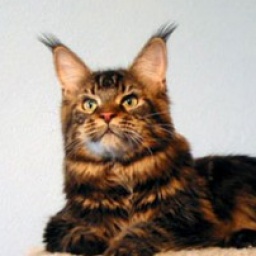 Super-Star Jesco