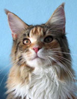 Crazy Summer Mellow Goliath - maine-coon