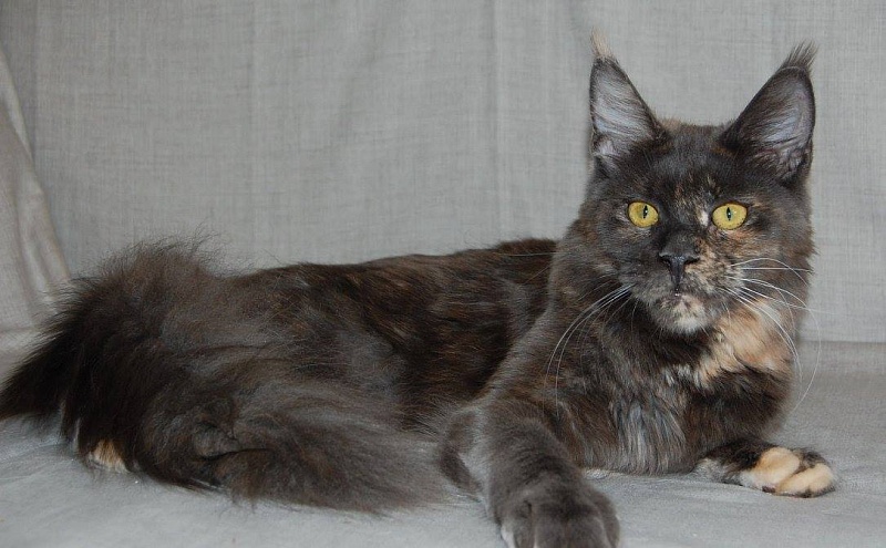 Great Soul Bell - maine-coon