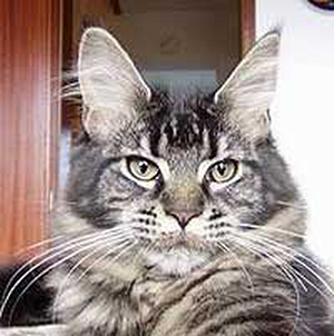 Tipsntails Quickstep - мейн-кун