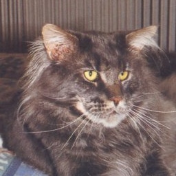 MtKittery Bemis