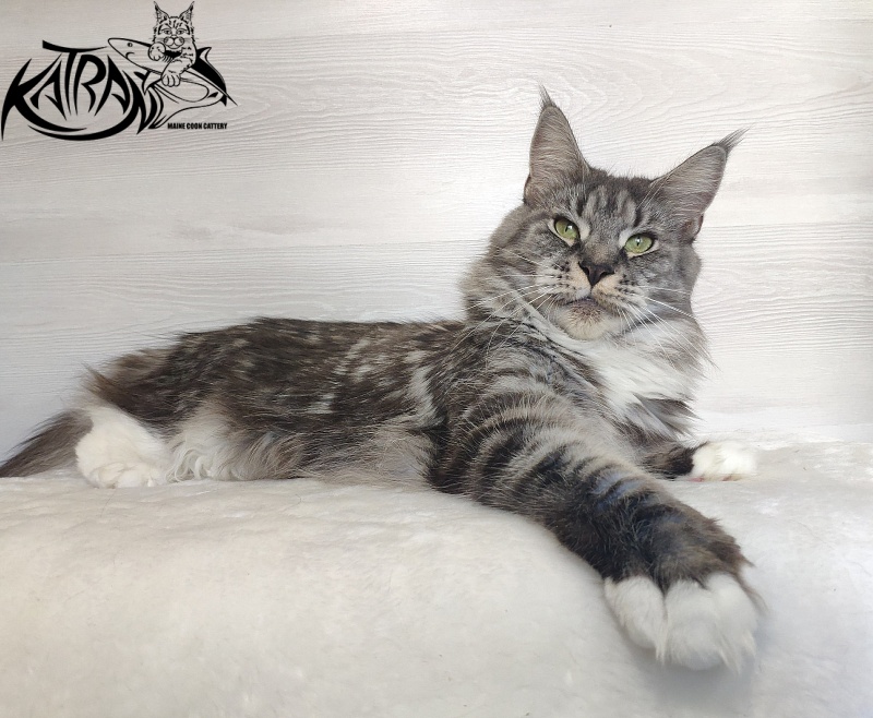 Unicum Beauty My Crystal Amulet - Adult maine-coon 5 years