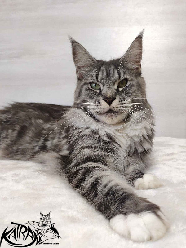 Unicum Beauty My Crystal Amulet - Adult maine-coon 5 years