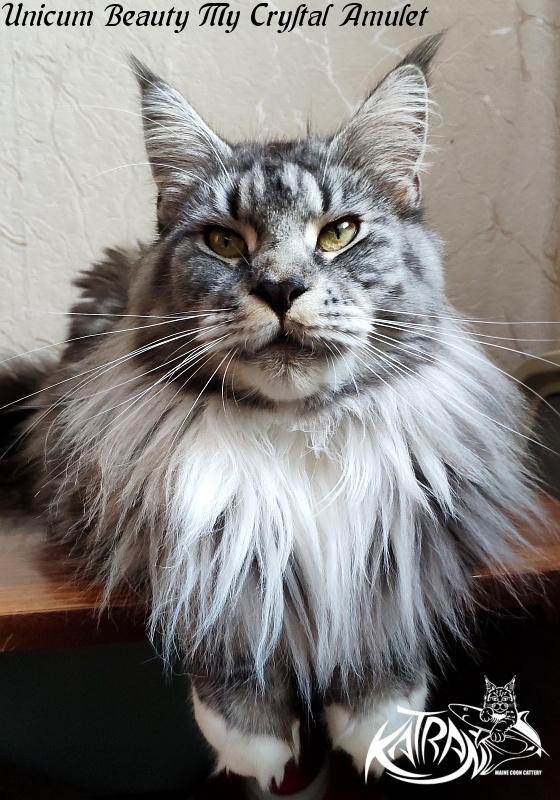 Unicum Beauty My Crystal Amulet - Adult maine-coon 3 years 3 months