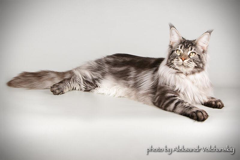 Country Gulliver's Quinson - maine-coon