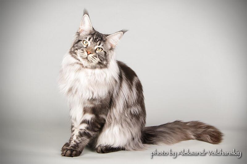 Country Gulliver's Quinson - maine-coon