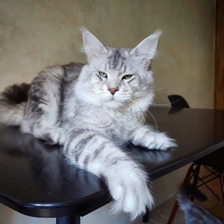 Troy Palmiracoon - maine-coon