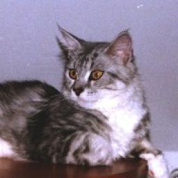 Atena Ewjatar