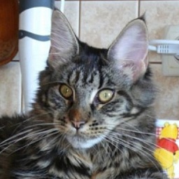 Perfect Cat Cuba