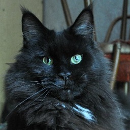 Kama Perfect Cat