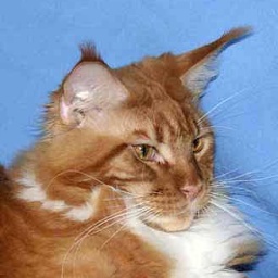 Lion Don Coon