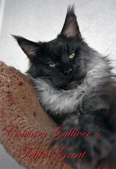 Country Gulliver's Fellini Great - maine-coon