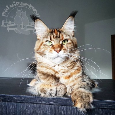 Fabbi Palmiracoon - maine-coon