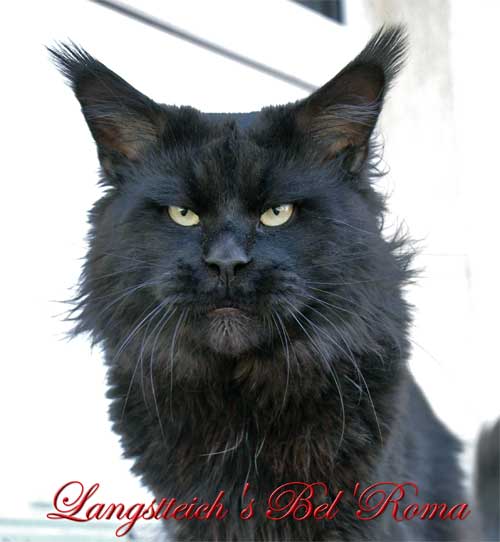 Langstteich's Bel'Roma - maine-coon