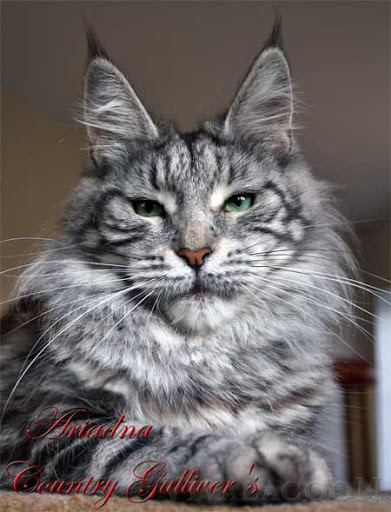 Ariadna Country Gulliver's - maine-coon
