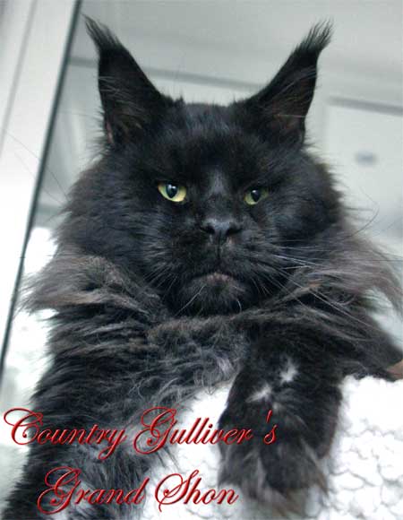 Country Gulliver's Grand Shon - maine-coon