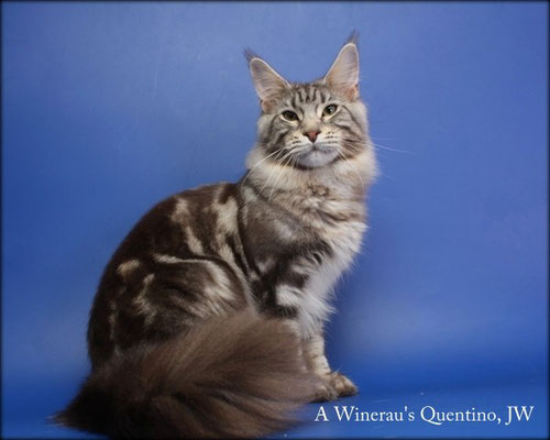 A Winerau's Quentino - maine-coon