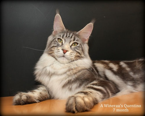 A Winerau's Quentino - maine-coon