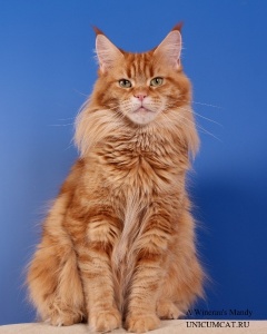 A Winerau's Mandy - maine-coon