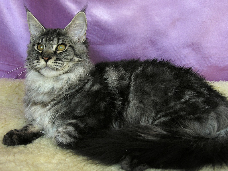 Katran Alex - Кошеня мейн-кун 5 місяців 3,5 тижні
