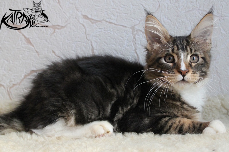 Katran Arnold - Kitten maine-coon 3 months 2 weeks