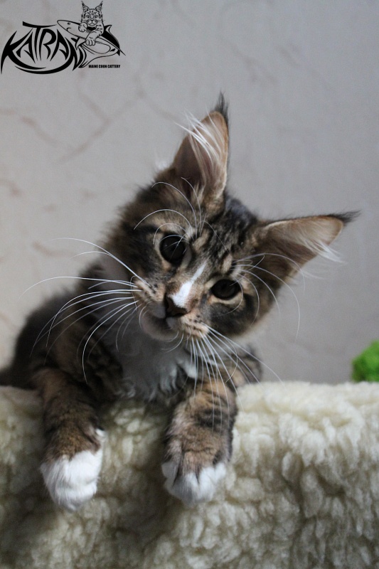Katran Arnold - Kitten maine-coon 3 months 2 weeks