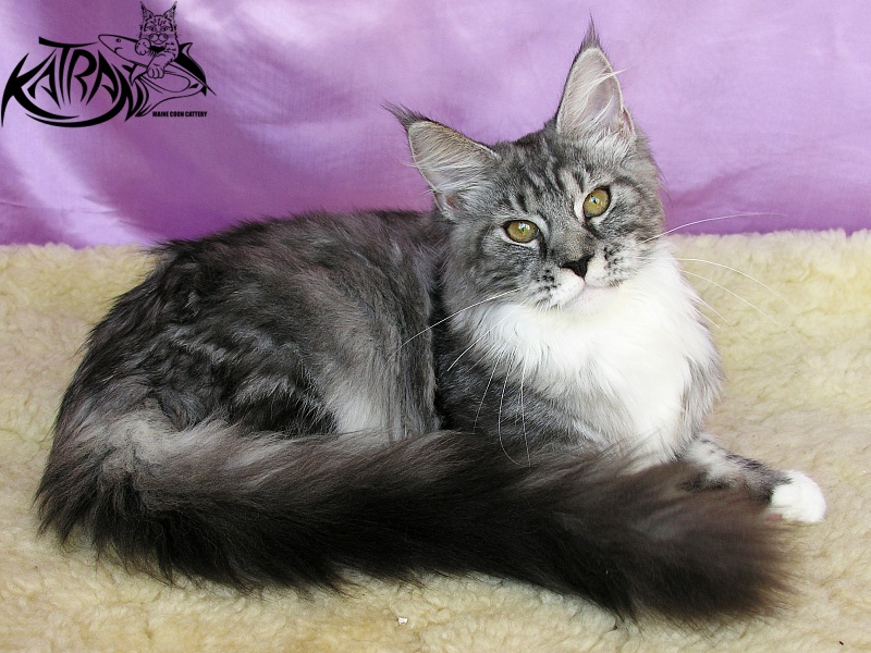 Katran Astoria - Kitten maine-coon 5 months 3.5 weeks