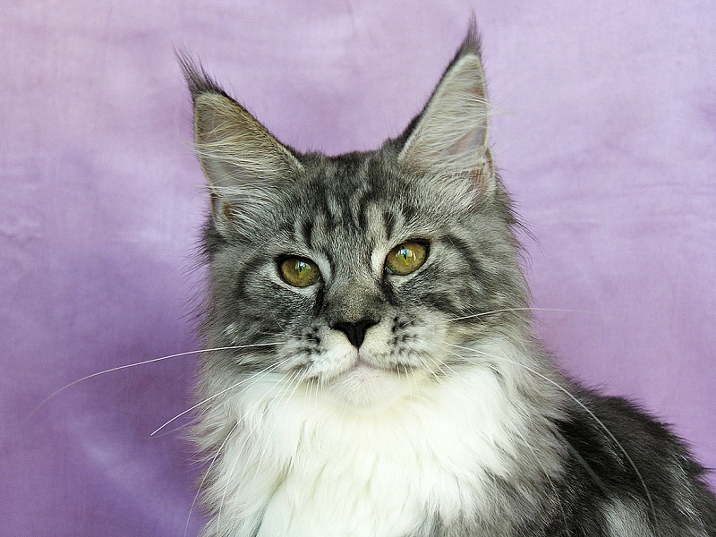 Katran Astoria - Kitten maine-coon 5 months 3.5 weeks