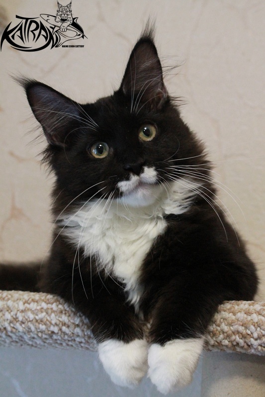 Katran Anais - Kitten maine-coon 4 months 3 weeks