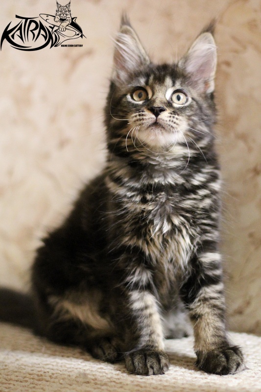 Katran Beretta - Kitten maine-coon 2 months 3 weeks