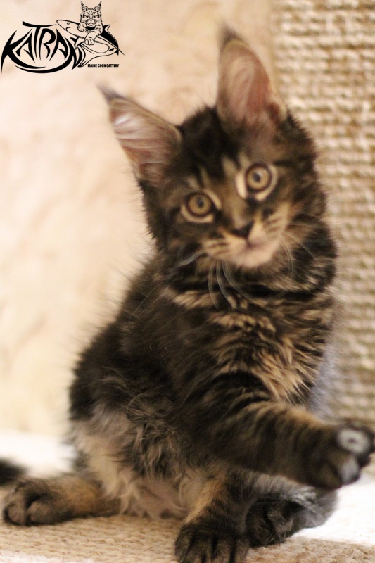 Katran Beretta - Kitten maine-coon 2 months 3 weeks