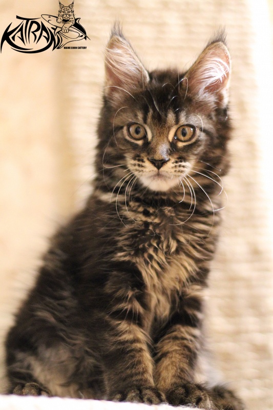 Katran Beretta - Kitten maine-coon 2 months 3 weeks