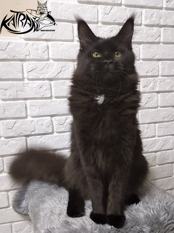 Katran Bagheera - Junior maine-coon 8 months 2.5 weeks