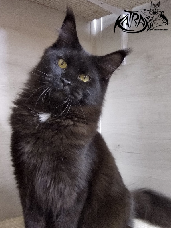 Katran Bagheera - Junior maine-coon 8 months 2.5 weeks