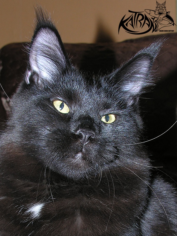 Katran Bagheera - Junior maine-coon 7 months 0.5 weeks