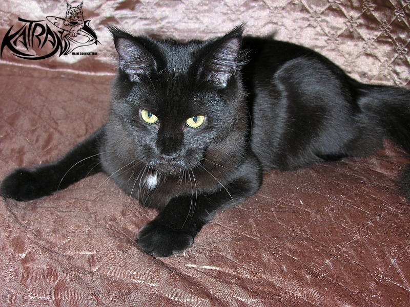 Katran Bagheera - Junior maine-coon 7 months 0.5 weeks