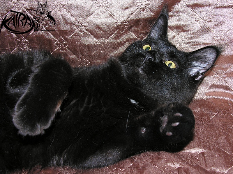 Katran Bagheera - Junior maine-coon 7 months 0.5 weeks