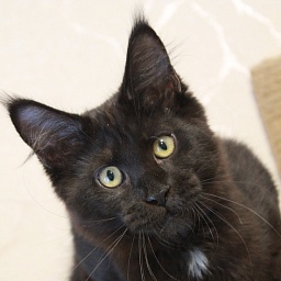 Katran Bagheera