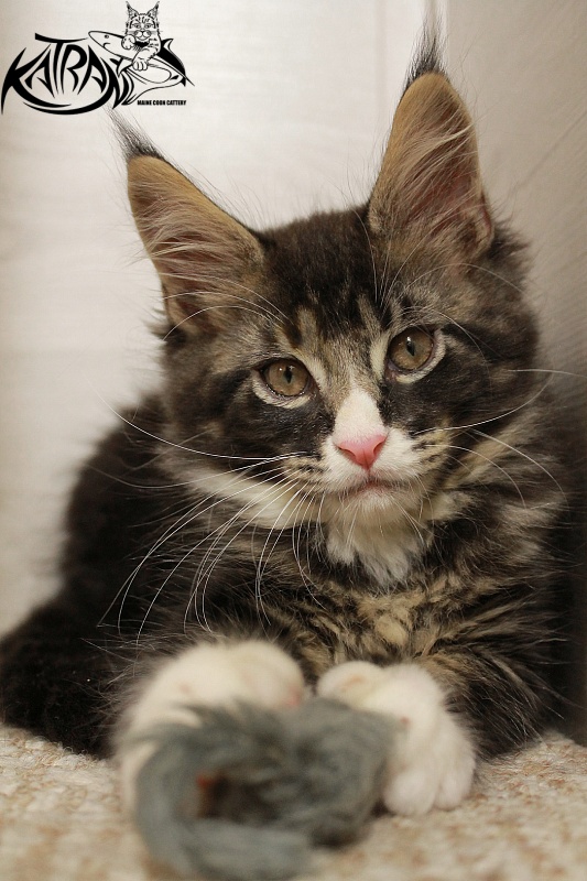 Katran Chester - Kitten maine-coon 2 months 1.5 week