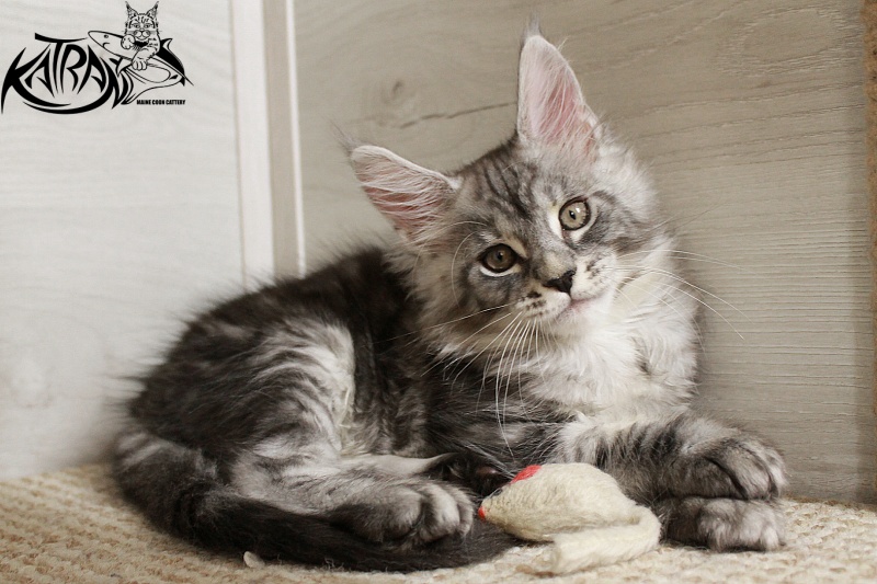 Katran Casper - Kitten maine-coon 2 months 1.5 week