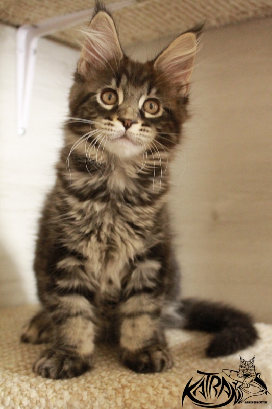 Katran El Pablo - Kitten maine-coon 2 months 2 weeks
