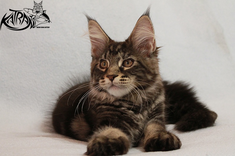 Katran El Pablo - Kitten maine-coon 3 months