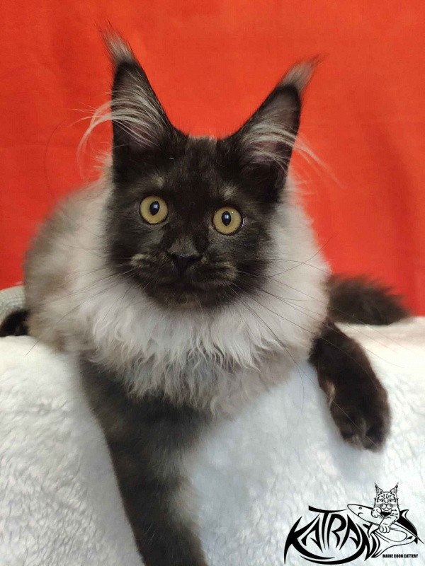 Katran Frederick - Kitten maine-coon 6 months