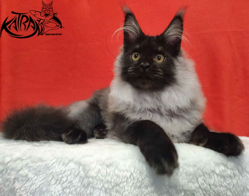Katran Frederick - Kitten maine-coon 6 months