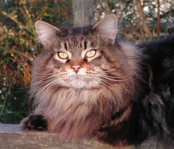 Claddaghcoon Rafferty of Jarnac - мейн-кун