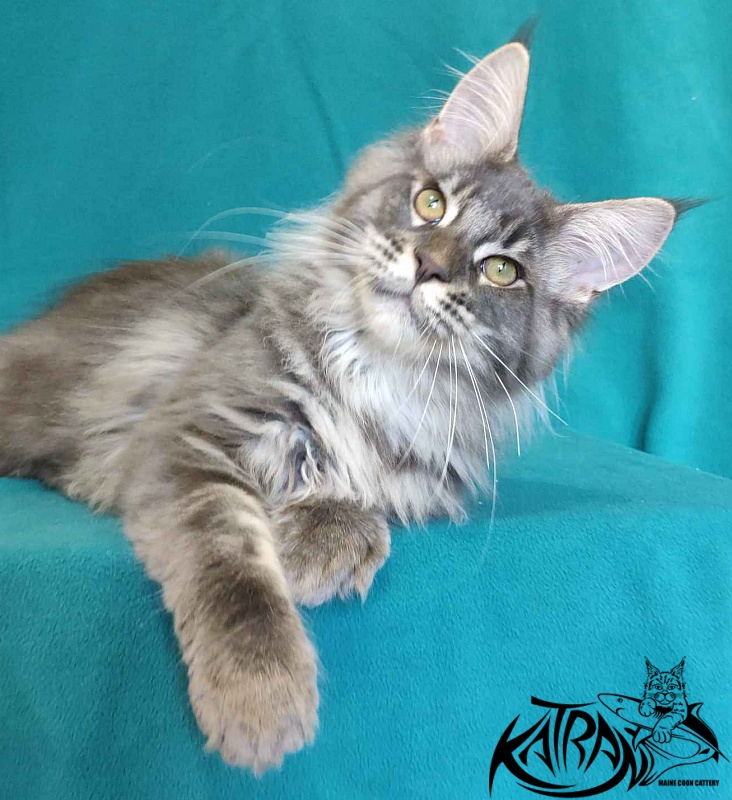 Katran Filipp - Kitten maine-coon 4 months